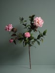 The Camellia Society by Karin Montgomery