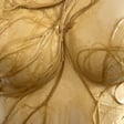 Bodies of Excess by Bonnie Huang, Yasmine Keong, Ziggy Wood, Mona Mule