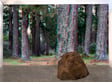 The Good Forest by Geoff Kleem