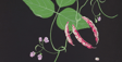 Botanical Art Worldwide 2025