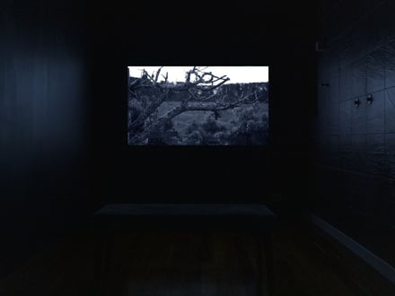 My throat/a shelter