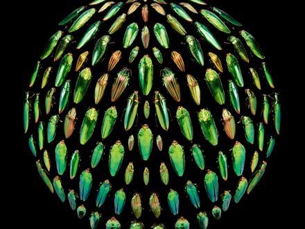 The Fruits of Curiosity