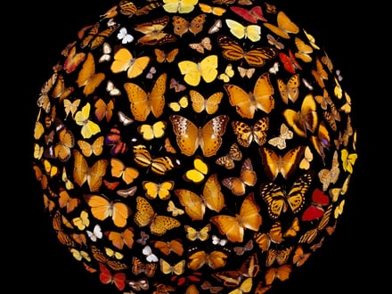 The Fruits of Curiosity