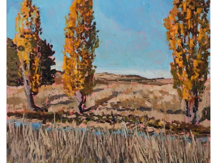 Grasses, Tussocks & Sedges