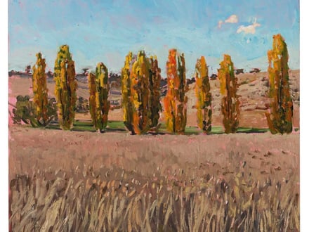 Grasses, Tussocks & Sedges