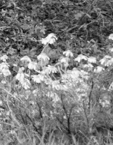 Each Apparition, Searches for an Eye