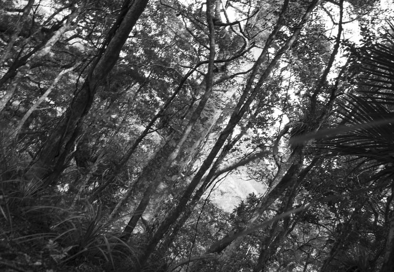 Ana Iti: Ngahere Behind a Pile of Metal