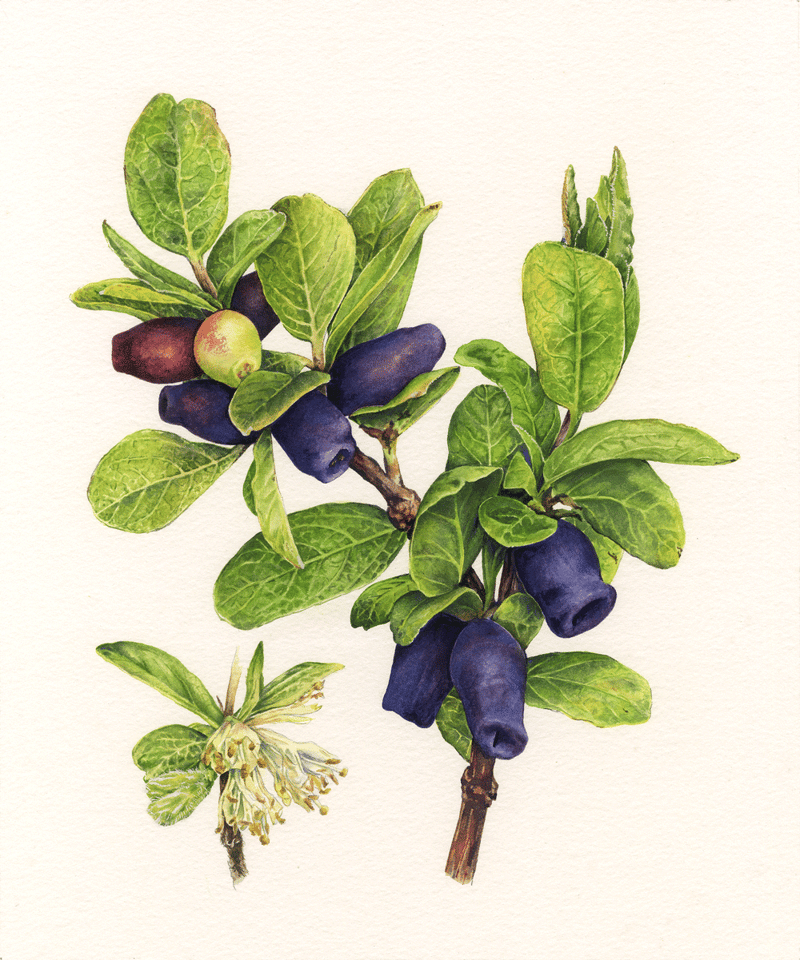 Botanical Art Worldwide 2025