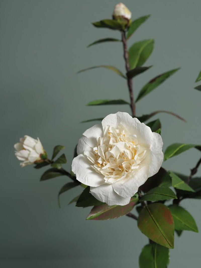 The Camellia Society